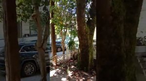 Абхазия, отель Гагра, приморский парк 2020