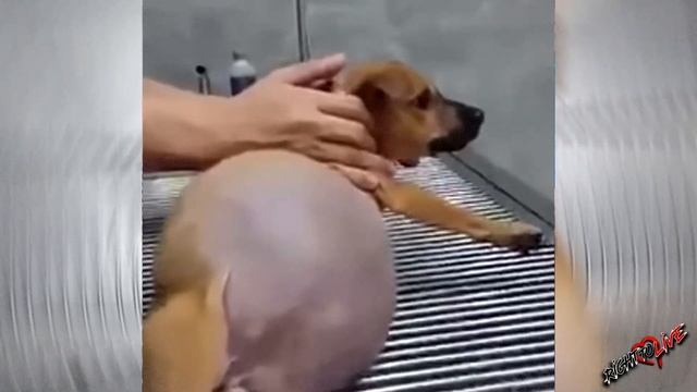 Малышка плакала и не могла встать! Ее животик становился все больше и больше! смотреть онлайн