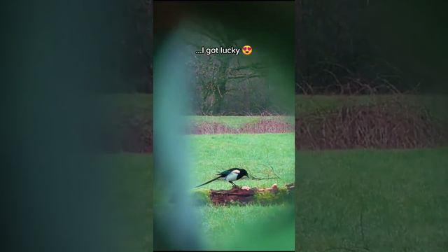 1, 2 or 3? 📸 Photographing birds on a meadow 😍 #photographer #photoshoot #umbrella #bird#Gamander