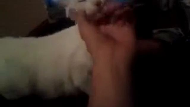 Турецька Ангора-Гуляет))) смотреть онлайн