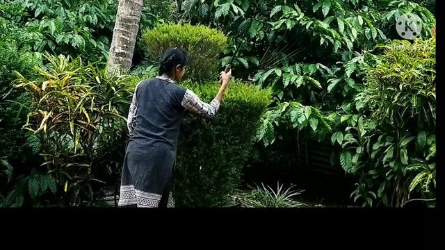 How to trim a croton plant смотреть онлайн