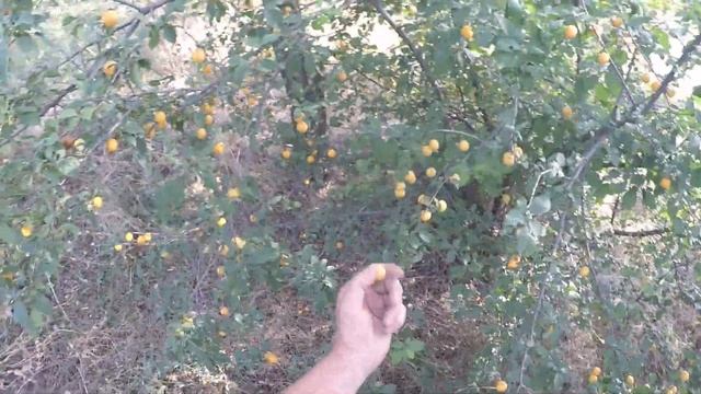 Нашел на старом урочище медаль за пьянство Петра 1     1714 год     Вот это НАХОДКА !