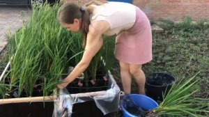 Как вырастить рис во дворе из рассады? Мои опыты с рисом ?