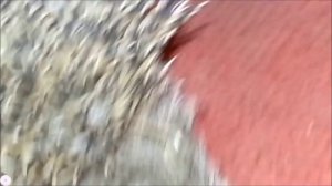 Ёжик на пороге