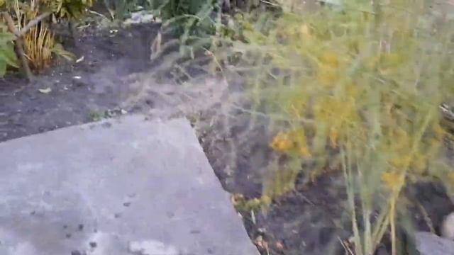 МОИ ХВОЙНЫЕ В ОКТЯБРЕ  #хвойныерастения#