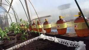 Очень простой способ выращивания бархатцев в теплице.