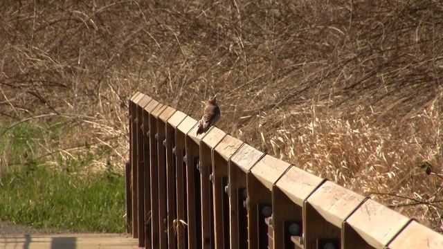 Norther Flicker; Courting. Шилоклювый дятел, ухаживание (1718sp) смотреть онлайн