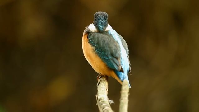 Зимородок Alcedo atthis Kingfisher смотреть онлайн