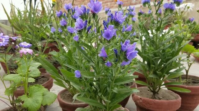 How to grow #Echium Blue Bedder Plants in pots | Viper’s Bugloss flowers in Spring @AsimGarden смотреть онлайн