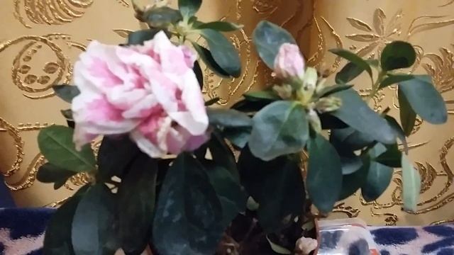 Азалия *Рододендрон* (Rhododendron).Как добиться цветения?Уход за растением.