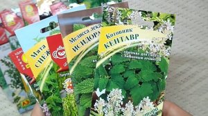 Семена душистых и пряных трав для огорода. Грядка с ароматными и лекарственными растениями.