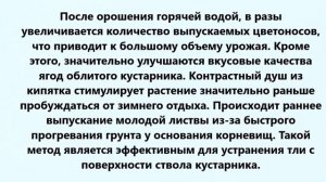 Обработка ягодных кустов весной кипятком!