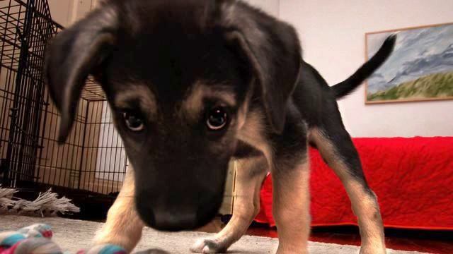 Музыка из рекламы. От нее  в душе разливается так... смотреть онлайн