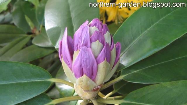 Rhododendrons bloom in Botanical Garden смотреть онлайн