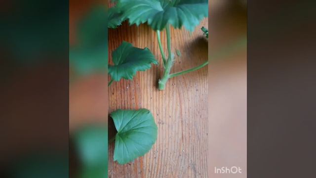 Укоренение пеларгоний - просто, быстро, надежно смотреть онлайн