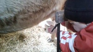 Как начать доить корову если боишься.