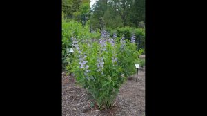 БАПТИЗИЯ (BAPTISIA) сем. Бобовые