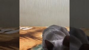 Русские голубые котята! Русская Голубая кошка! Питомник Русских Голубых кошек Ruzara