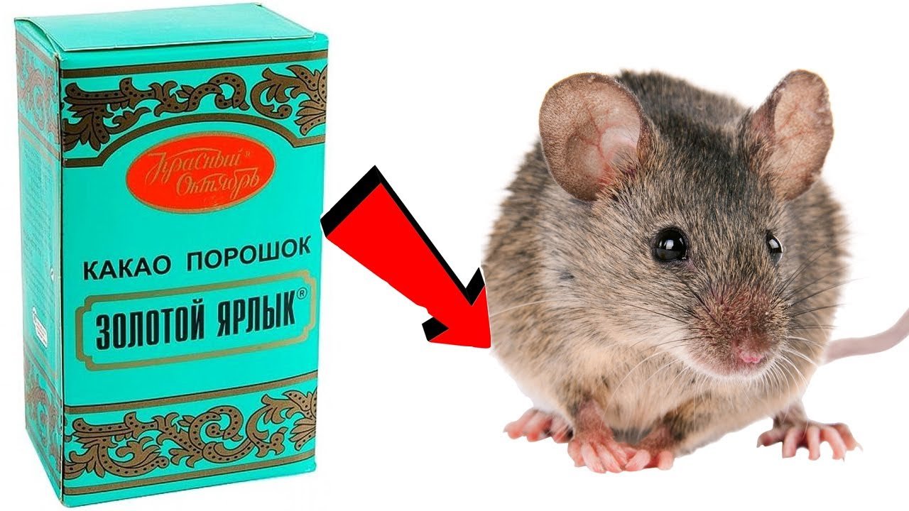 Как быстро избавиться от мышей. Домовая мышь как избавиться.