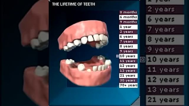 Прорезывание и смена зубов смотреть онлайн