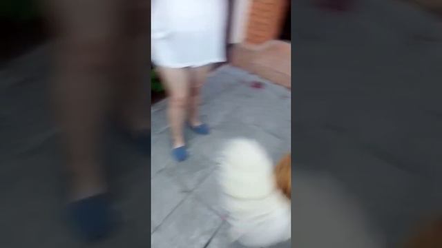 Просто бегаю по двору. Московская сторожевая собака.