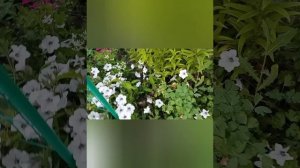 Обзор клематисов, выращенных из семян и петуний серии Тайдал