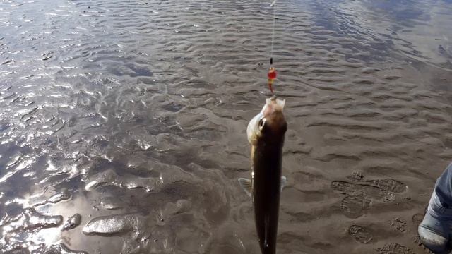 Поимка сига! смотреть онлайн