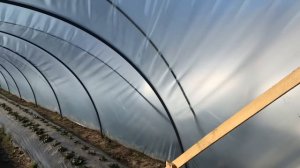 Сколько стоит поставить балаган (туннель, парник ) под клубнику