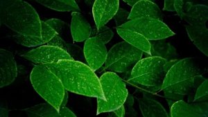 Биология, 6 кл., § 9 "Лист, его строение и значение"