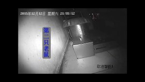 Как ловят крыс в Китае