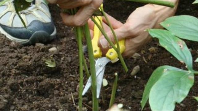 Каким цветам нужна обрезка смотреть онлайн