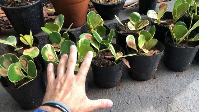 Como produzir mudas de Clusia variegata - simples! смотреть онлайн