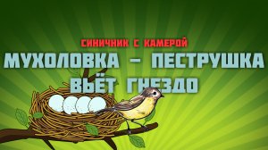 Синичник с камерой. Мухоловка - пеструшка вьёт гнездо.