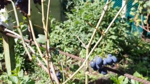 Сорт ? винограда ЗАБАВА ?