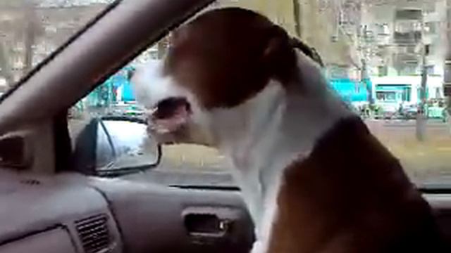 Стаффор Кокос в машине смотреть онлайн