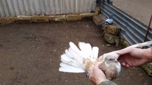 Николаевские голуби.Pigeons/ (Крым)