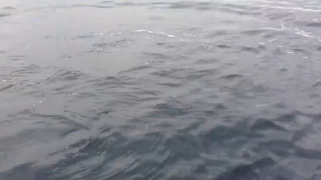 касатки в Кольском заливе