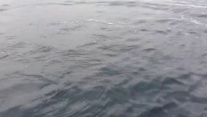 касатки в Кольском заливе