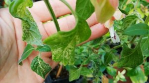 Белопероне вариегатный. Beloperone  variegata