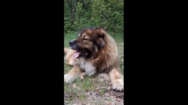 Как Лечить Кашель У Собаки? Кашель с белой пеной. смотреть онлайн