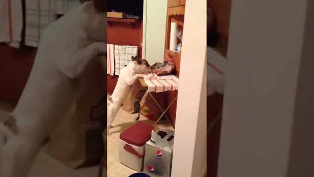 Sneaky Peanut!! dog thief bulldog funny silly cute frenchbulldog