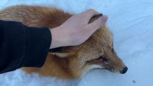 Алиса - лиса. Наблюдение за белками