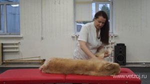 Классический массаж для собаки