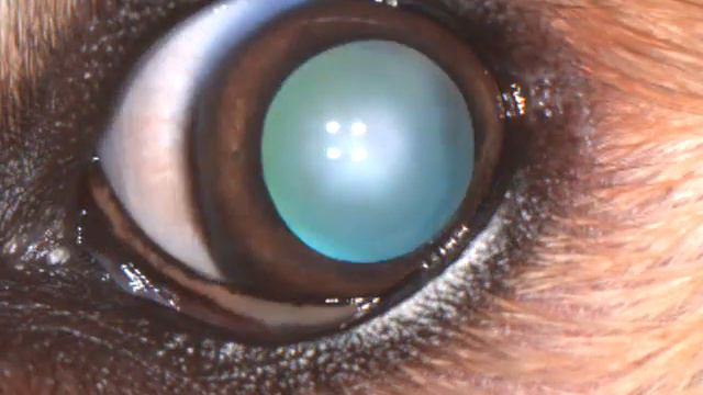 Двусторонняя мультифокальная дисплазия сетчатки и левосторонняя PHTVL у щенка акиты с нистагмом. смотреть онлайн