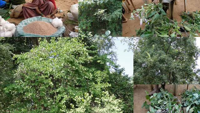 Medicinal Rice P5 Formulations for Clematis Toxicity: Pankaj Oudhia's Medicinal Plant Database смотреть онлайн