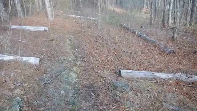 Знала бы, кому продать мацутаке - озолотилась бы! смотреть онлайн