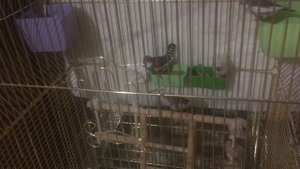 Неоплодотворенные яйца, убирать или нет и зачем они нужны?