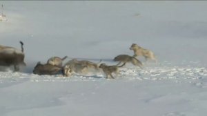 БИЗОН и ЗУБР - Вернувшиеся из небытия