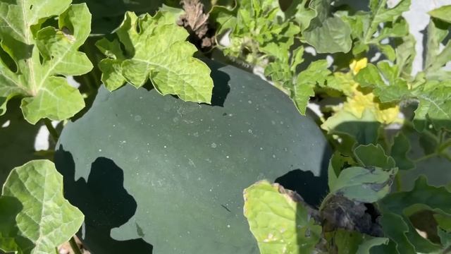 В каждом курятнике это должно быть для кур несушек