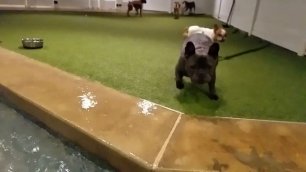 Собака играет с водой